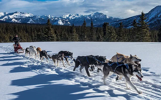 Cosmic Cruisers (dog sledding)