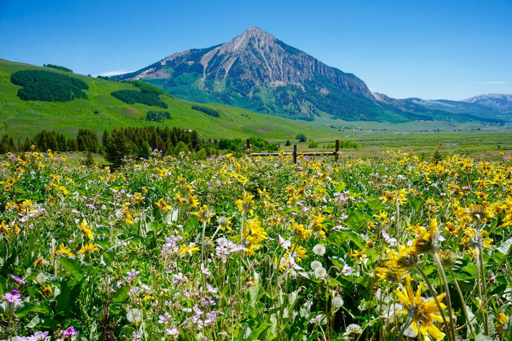 Crested Butte Wildflower Festival